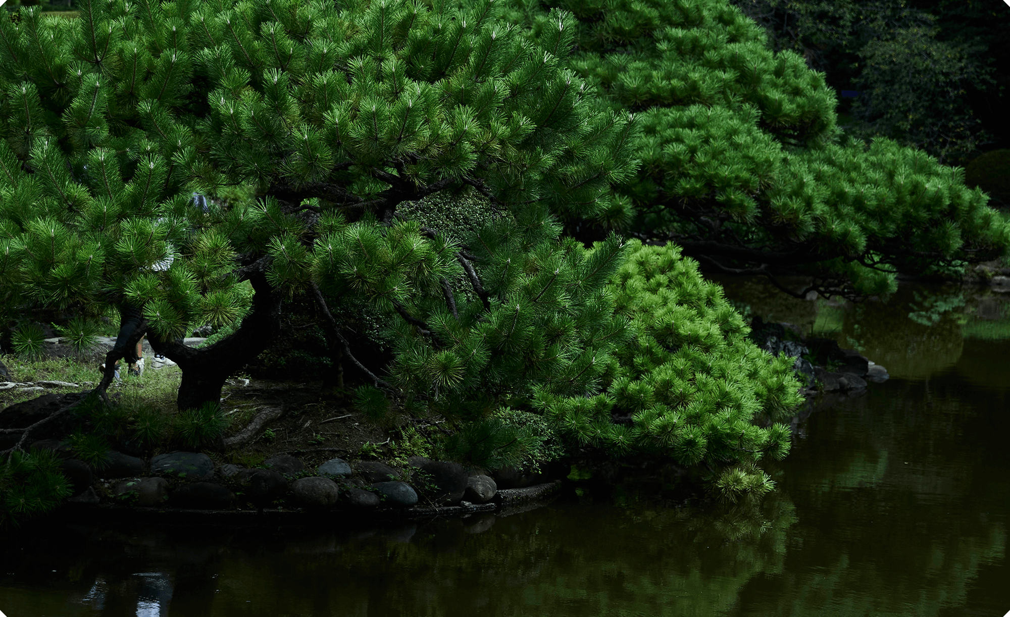 Japanese Traditional Garden